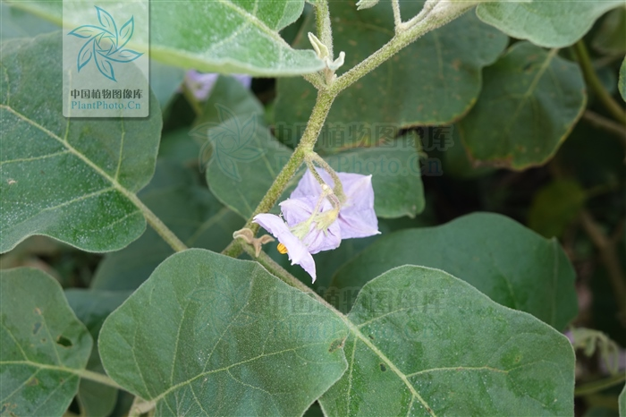 解药——麻禾很(野茄)