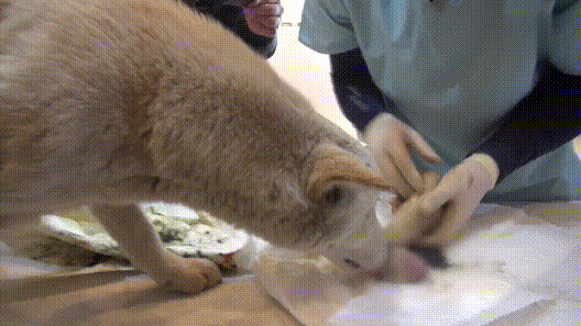 videoplayback (6).gif