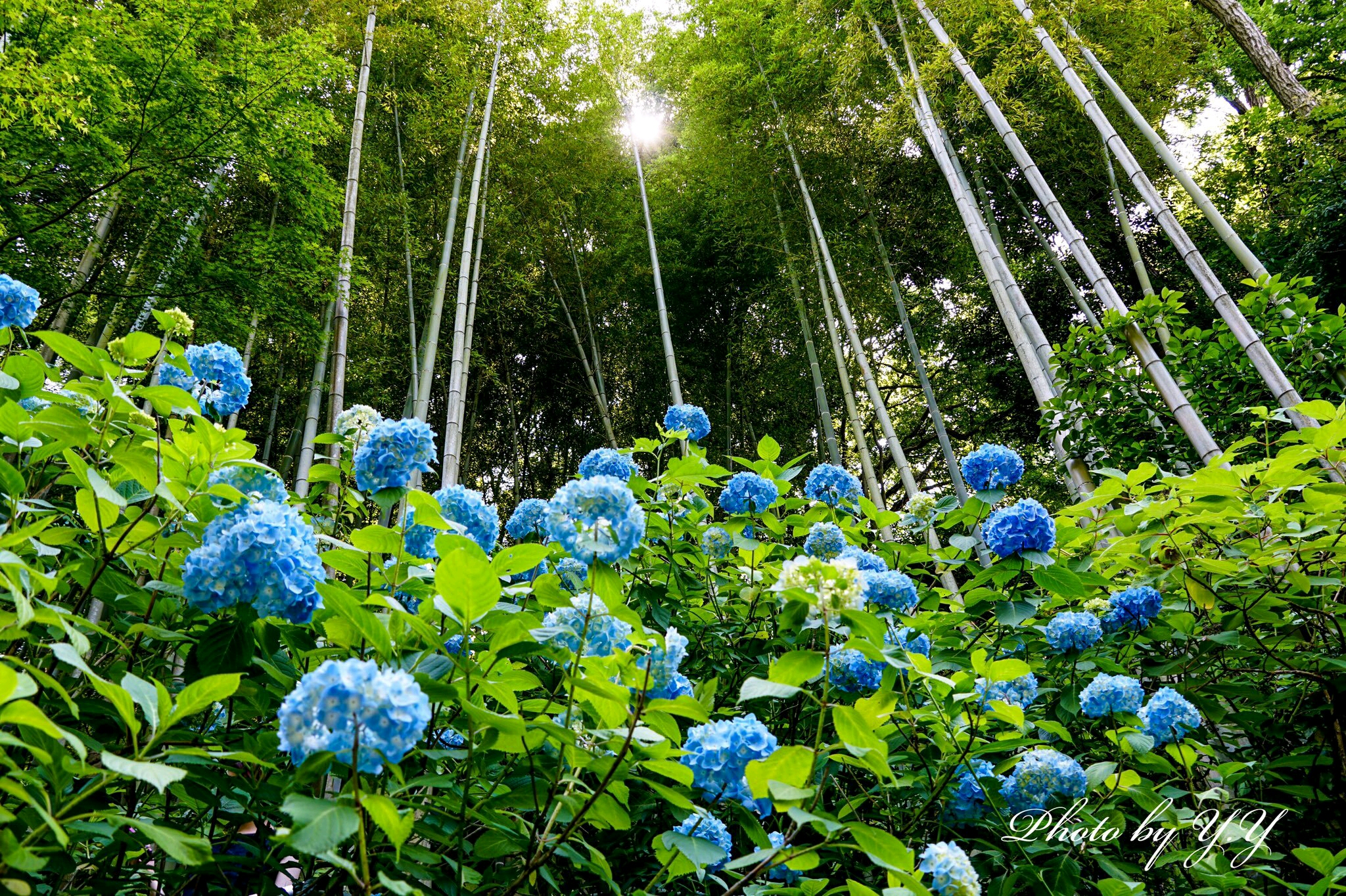 摄影⑴紫阳花の季节