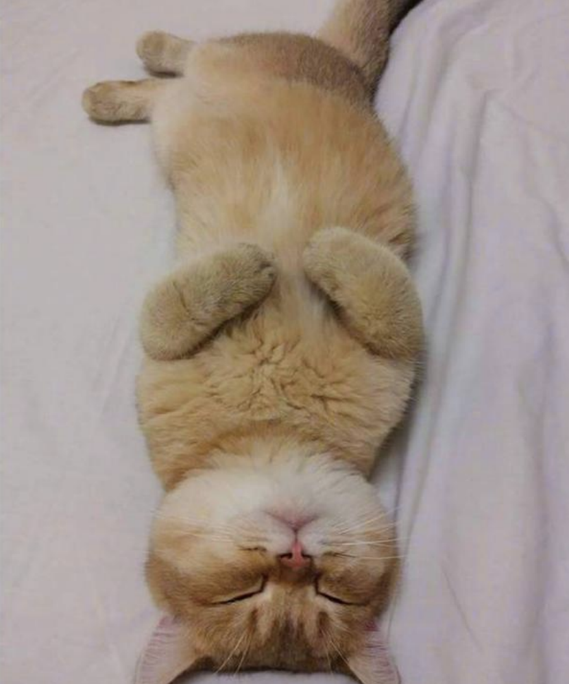 猫咪:这粘人的家伙总算没有回家了,本喵的毛都要被他撸没了,这下终于