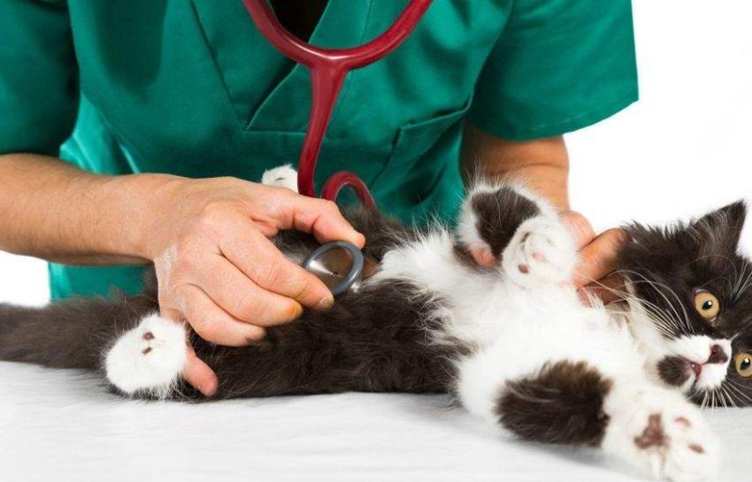 猫咪不为人知的16个