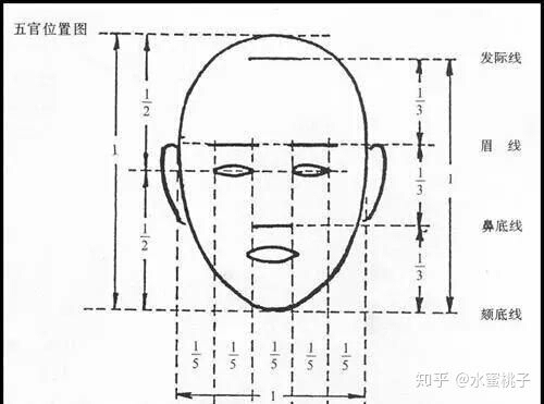 我们了解"三庭五眼"的知识后,就可以按照对应的比例起葺稿了.