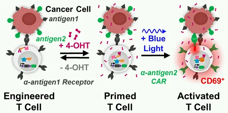 作用，带着cren 和 crec组装，重新形成cre重组酶活性，使t细胞活化。文献哦