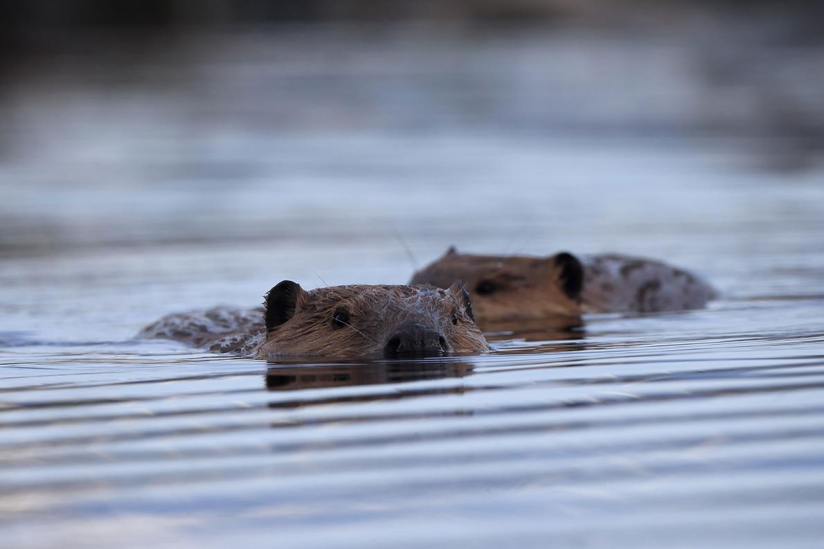 北美河狸( (castor canadensis))夫妇夫唱妇随的生活