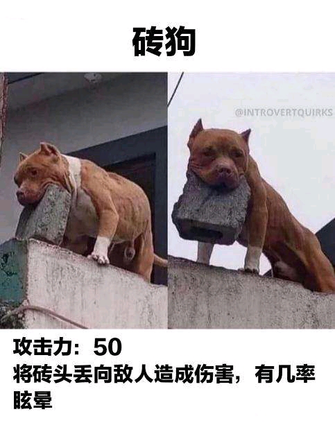 介绍宠物文案沙雕,介绍宠物文案沙雕句子