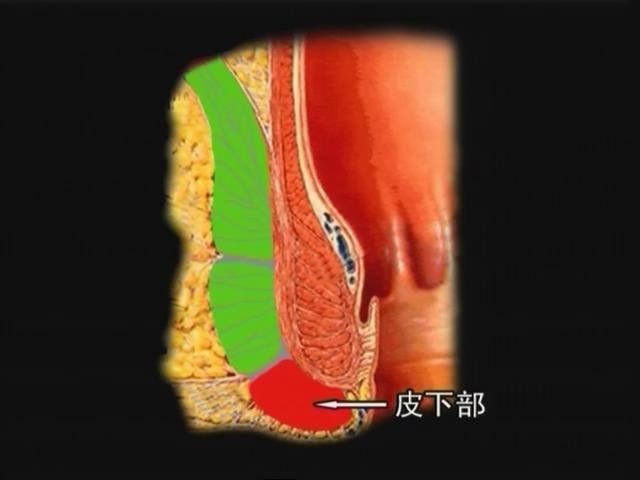 肛门括约肌