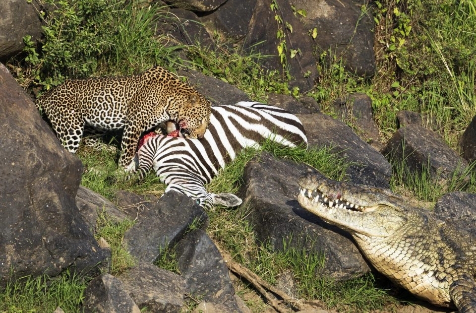 亚马逊水中蛟龙--黑凯门鳄