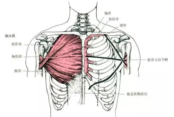 胸大肌:起点-锁骨,胸骨,肋骨2~6根;止点-肱骨大结节.