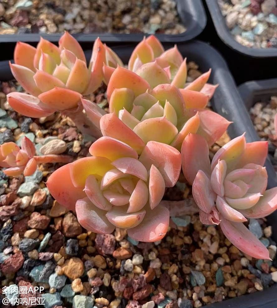 新手多肉的基本养护 f90697827f1b391329ce3e70d5178ab0852e3964.jpg