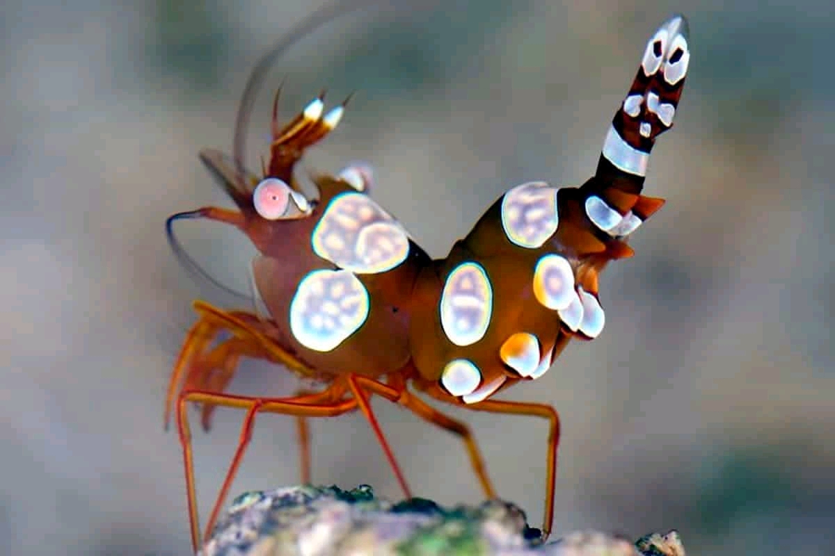 紫光虾 →德氏礁螯虾(enoplometopus debelius)或道姆礁螯虾(enoplom