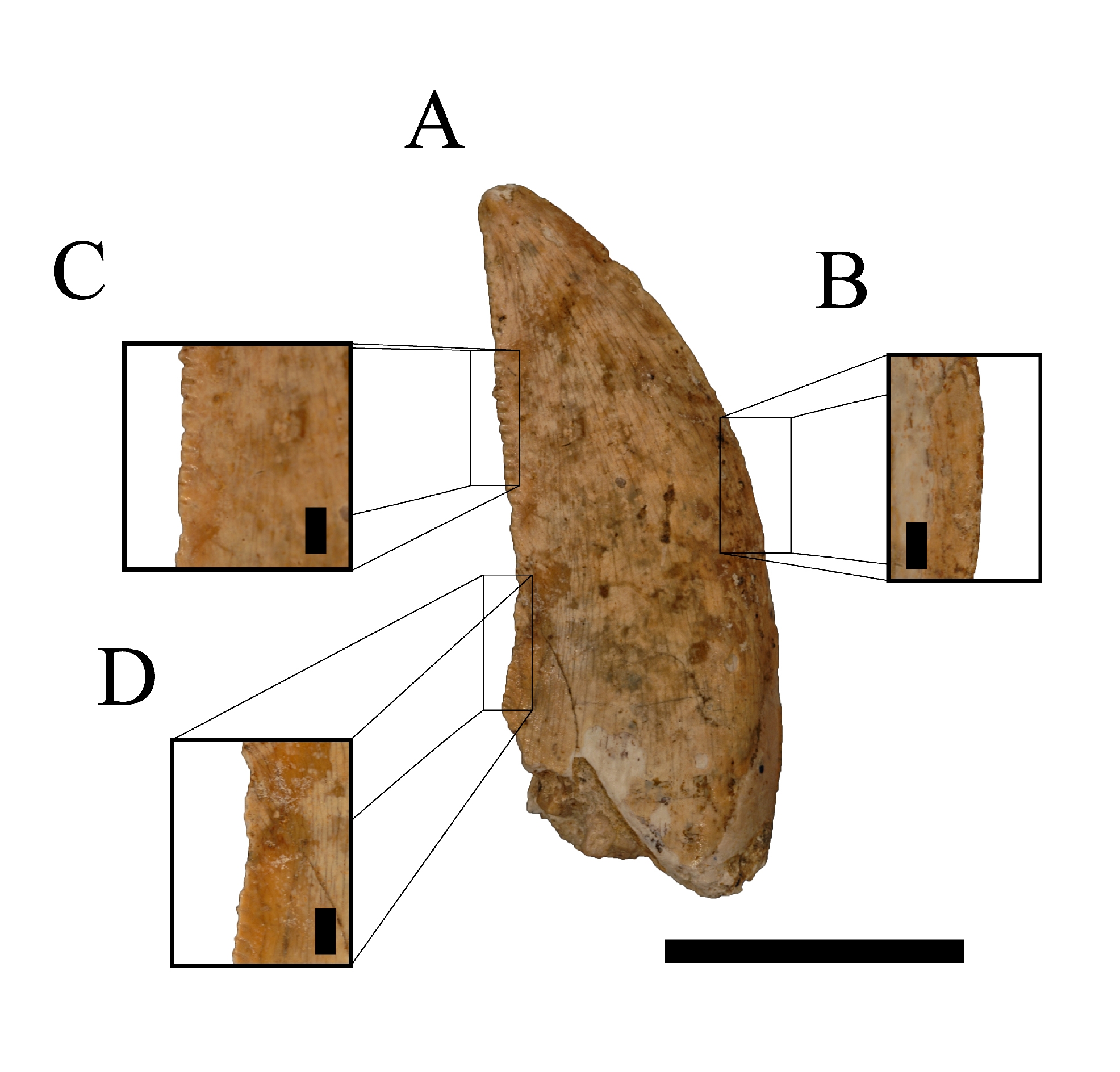 而普罗捷组(plottier formation)的鲨齿龙科牙齿当然也要照单全收