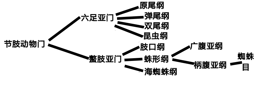 蜘蛛的分类:节肢动物门—螯肢亚门—蛛形纲—柄腹亚纲—蜘蛛