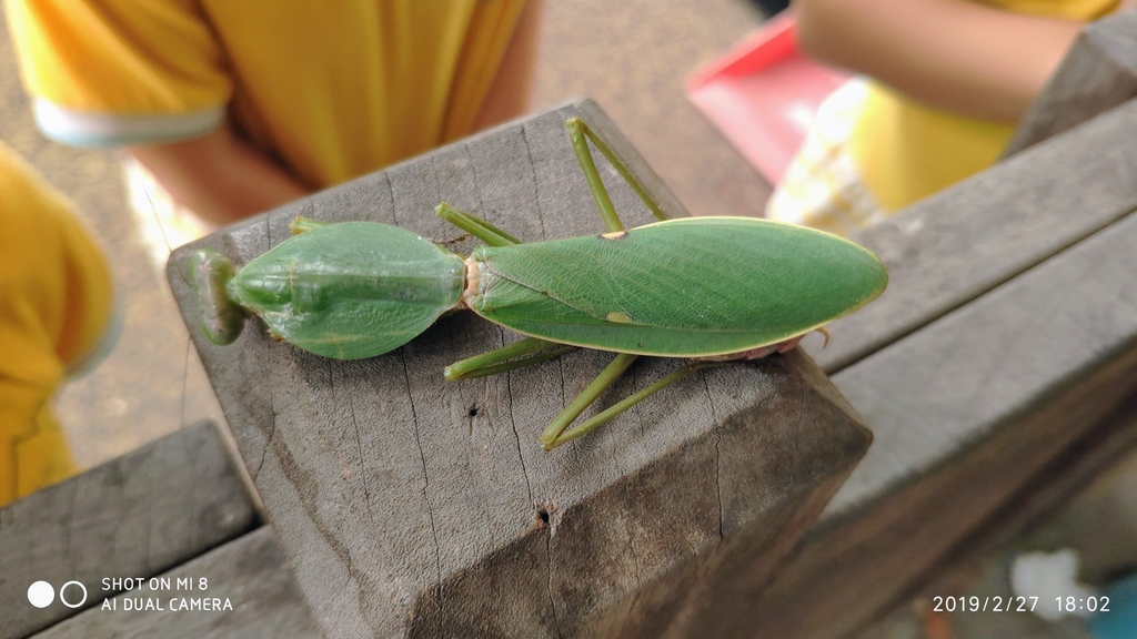 基菱背螳rhombodera basalis,分布于马来西亚,新加坡和泰国南部,前翅