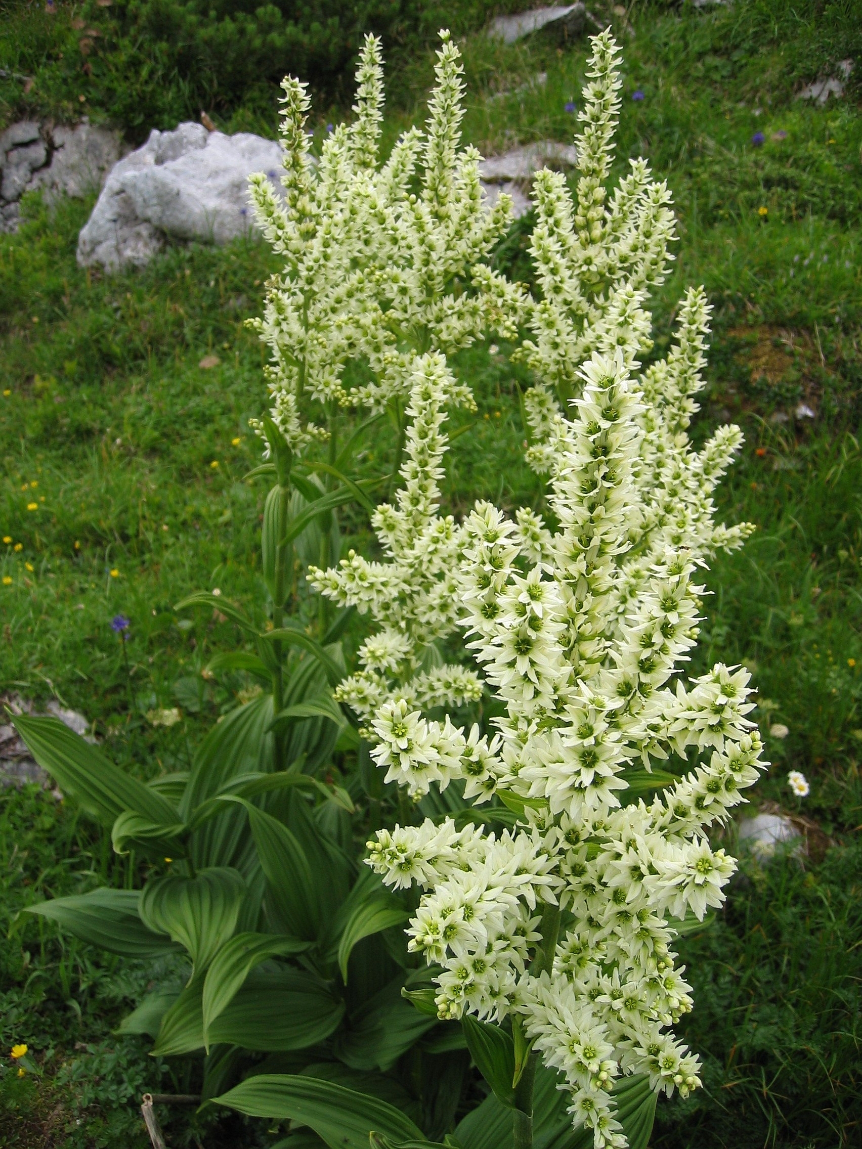 延龄草属(trillium) 藜芦属 veratrum 旱叶百合属 xerophyllum 丫蕊花