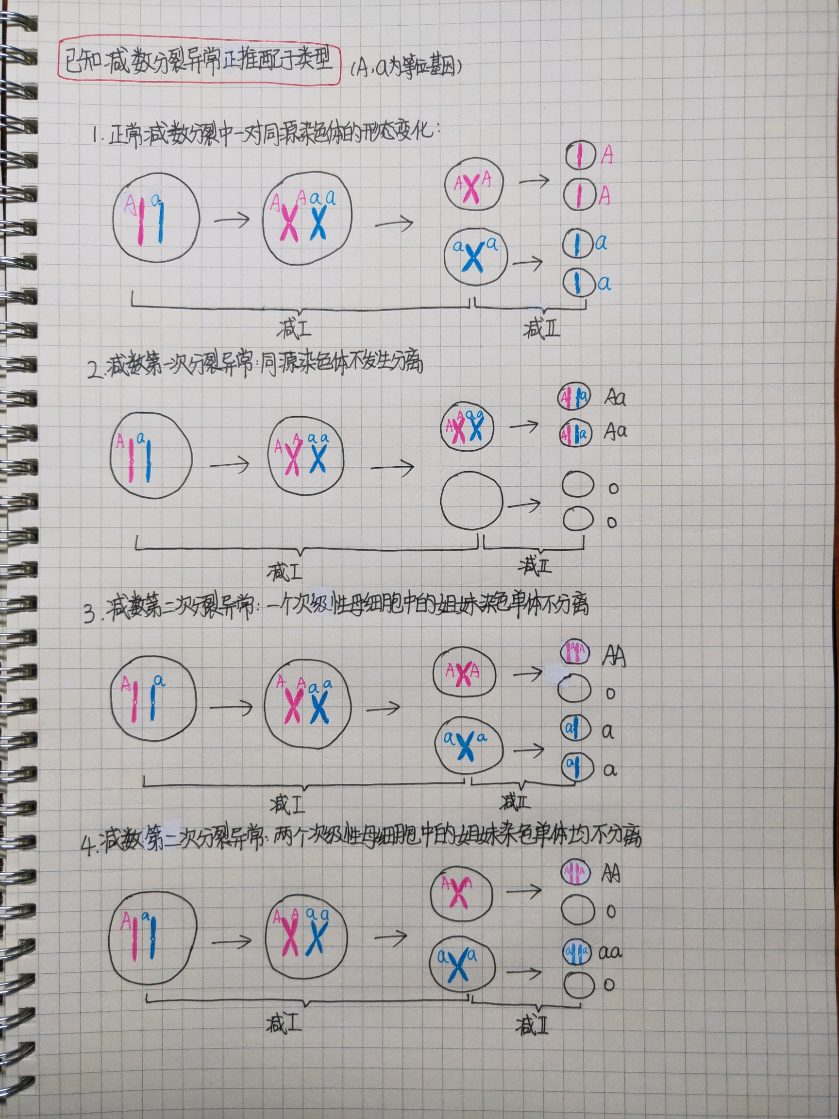 biology减数分裂相关