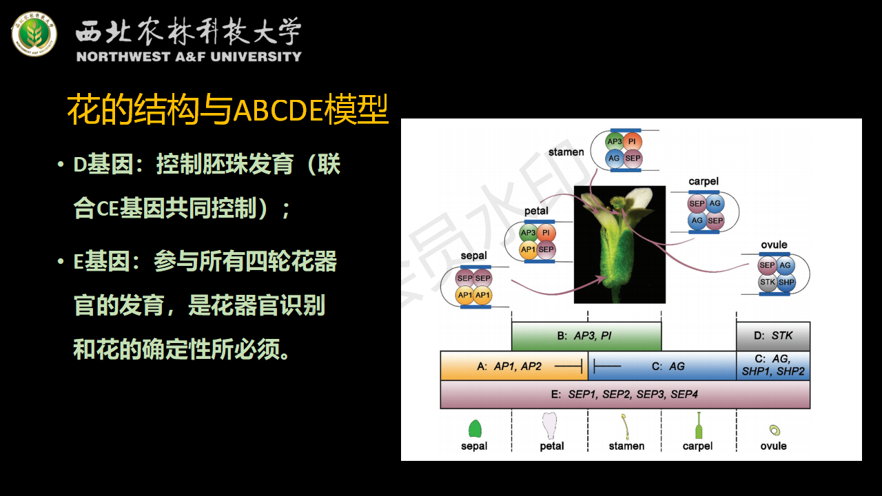 植物生理学—abc模型