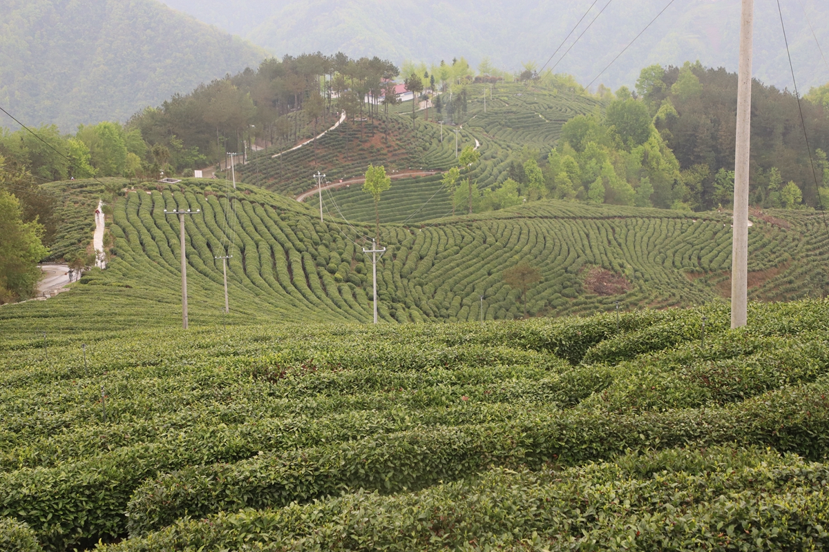 第二届陕西网上茶博会」高山云雾—镇巴茶园