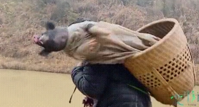 人固有一华或华于变形或华于背猪乐华的太子爷史上第一个凭背猪出道的