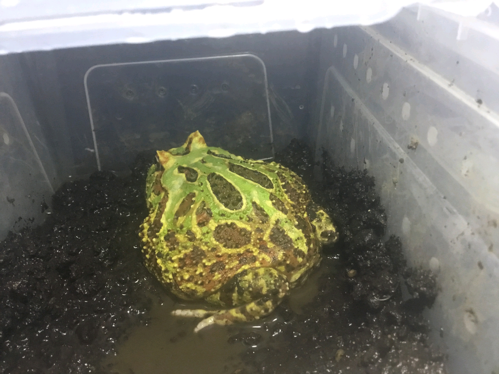 角蛙常见疾病诊断治疗前篇