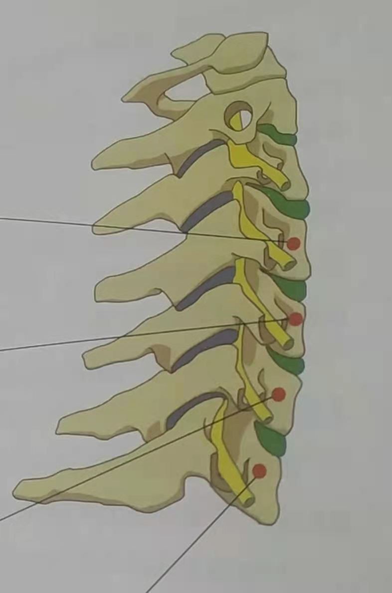 颈椎安康:自己对照检查一下,看看你的颈椎哪里出现了问题?