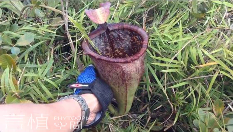 言植空间,植物科普,食虫植物,菲律宾猪笼草巡礼(一)