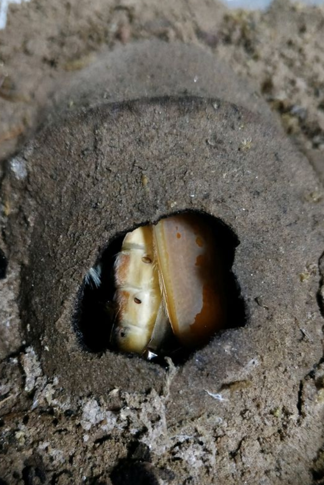 饲养攻略大王花金龟基础饲养攻略其实非常简单