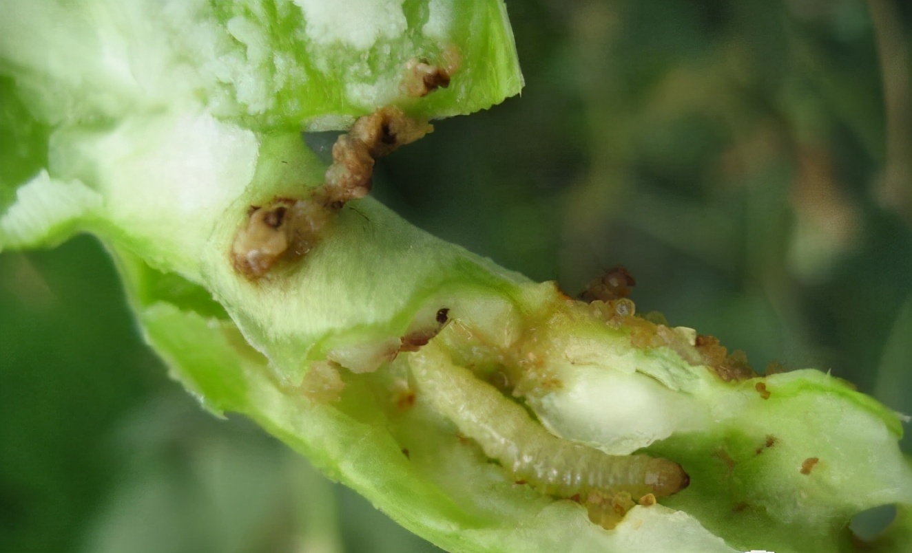 常见的豆角病虫害预防,简单实用建议收藏