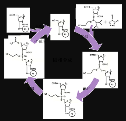 Oligonucleotides