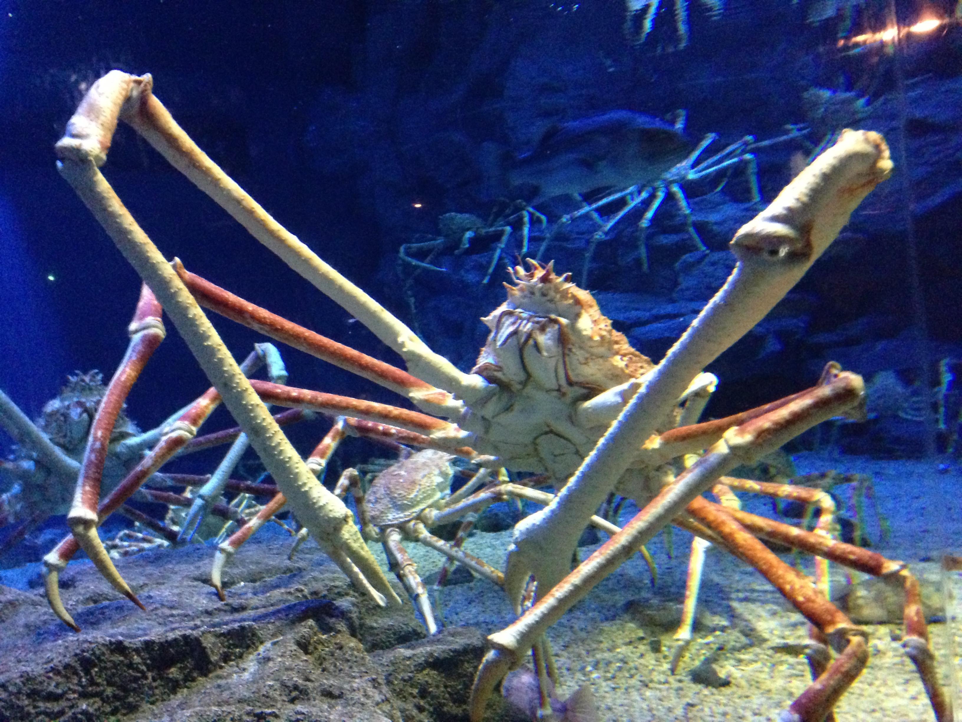 海贼战队豪快者宇宙帝国残虐的设计与介绍怪人篇