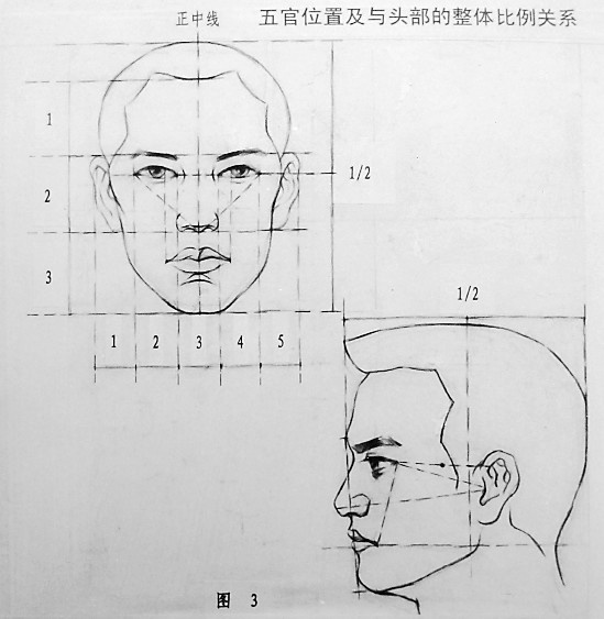 联考素描人物头像要想画的好,你必先要知道头骨的结构比例.