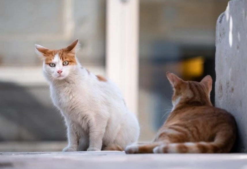 同伴倒在路上没人救,橘猫守在身旁无助喵叫,离别一幕看得人心酸