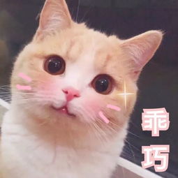 12355青小聊正式入驻b站邀你一起开启聊天之旅探索未知的自己
