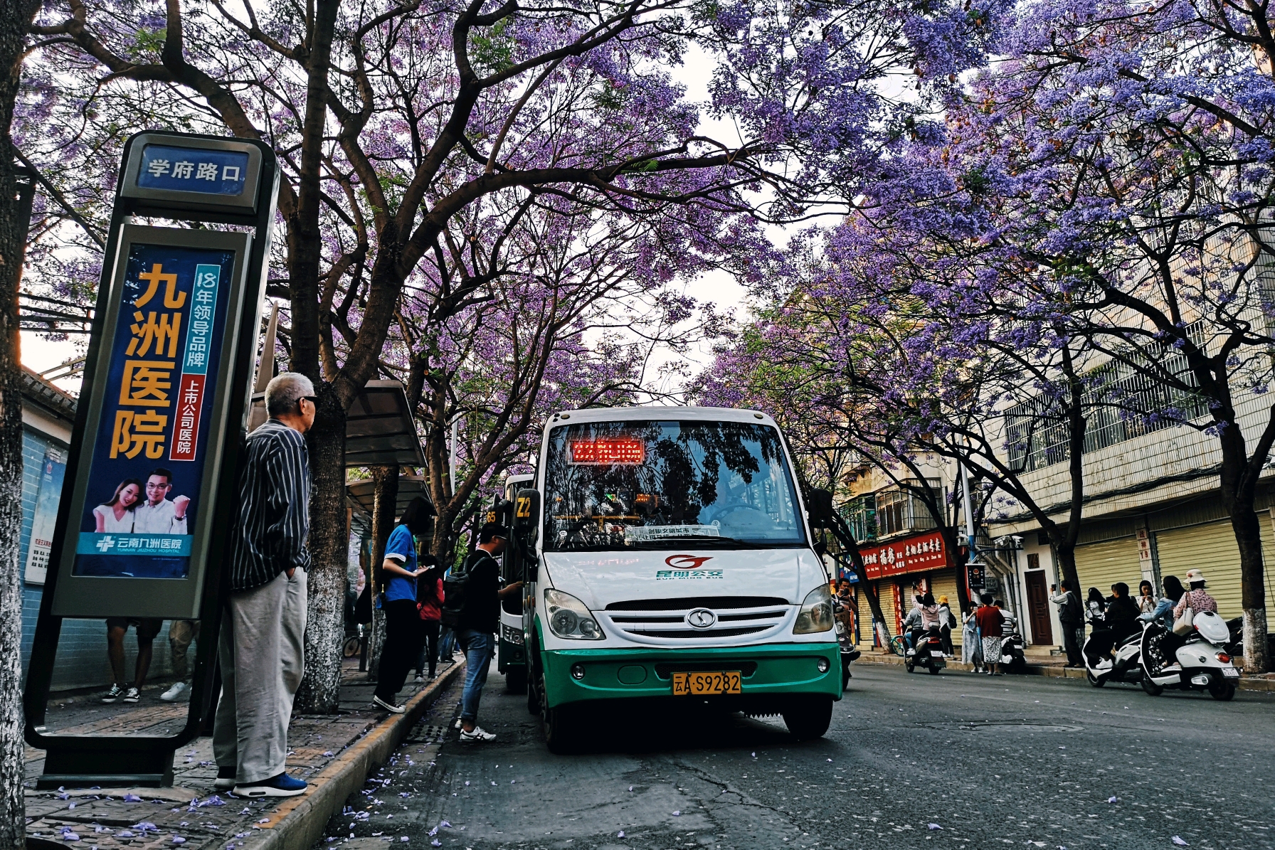 昆明教场中路蓝花楹,去寻找一段美妙的邂逅.