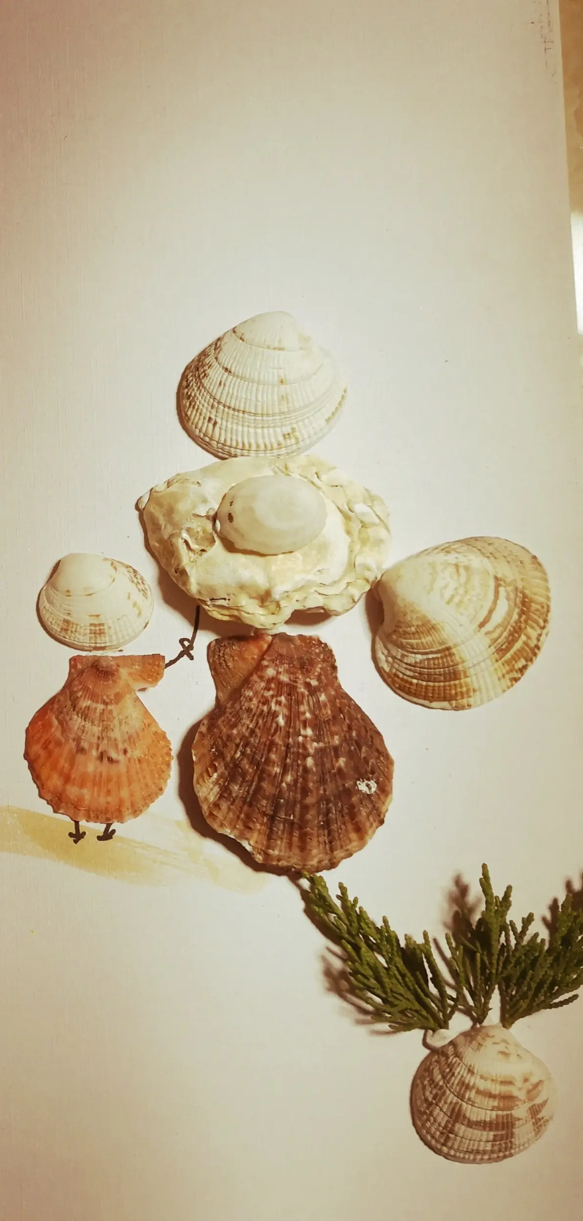 儿童创意贝壳手工画，体会自然之美