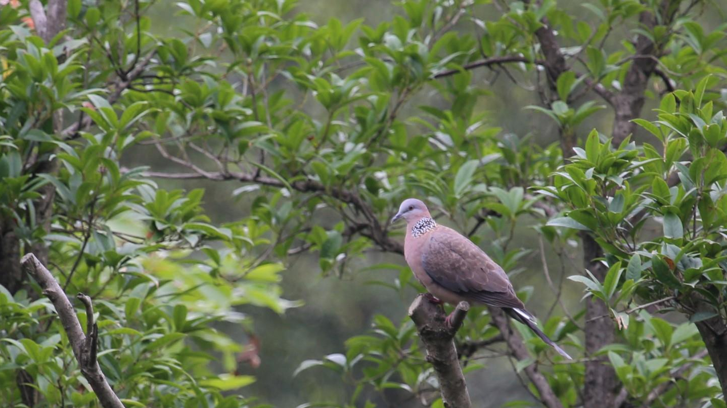 怎样装野生斑鸠 fc40b6c0a4740ee7779efb76f5a10433cba213df.jpg