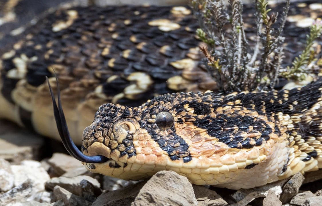 鼓腹咝蝰(bitis arietans)