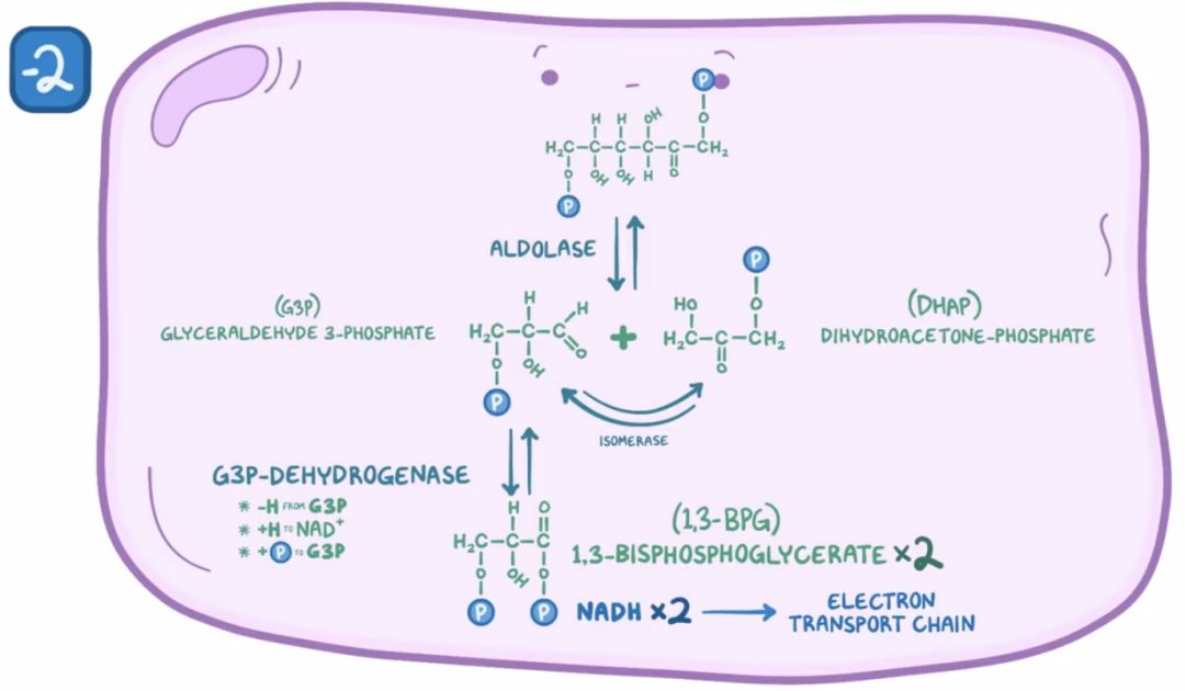 【osmosis 生化】glycolysis 糖酵解