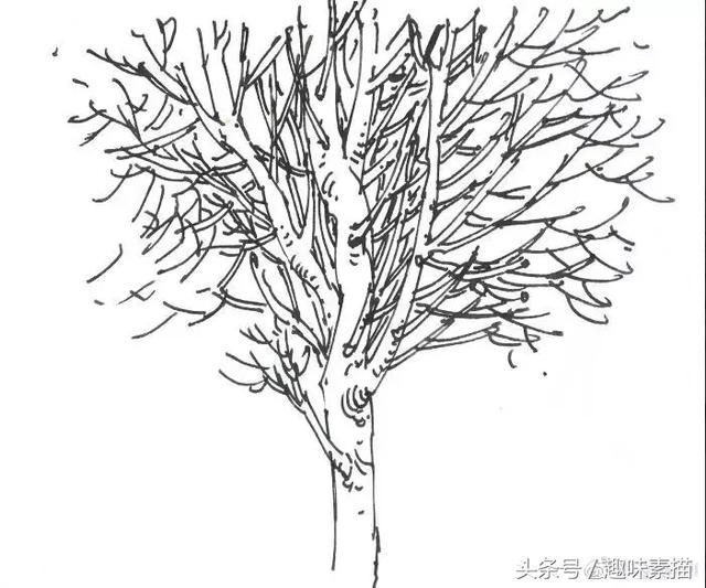 练完这些植物手绘,麻麻再也不用担心我画不好风景速写啦!