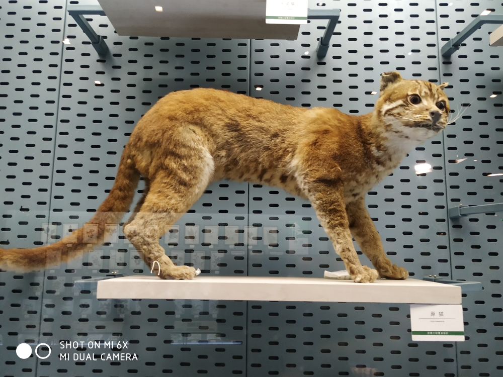 明明是金猫,什么原猫啊