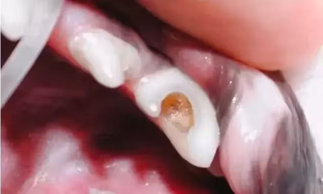 狗狗牙疼,是健康的红灯警告,别随便忽略过去了