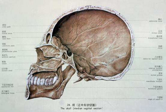 (4)翼突:从体与大翼连接处下垂,向后敞开形成翼突内侧板和翼突外侧板.