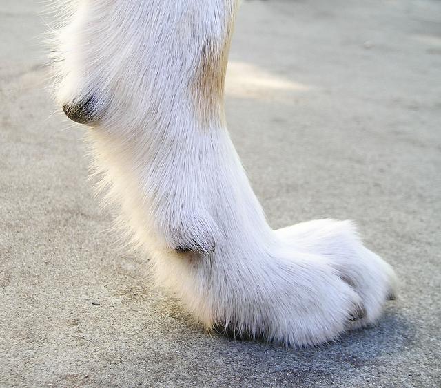 狗狗其实有五个脚趾不接触到地面的脚趾因为狗狗进化了