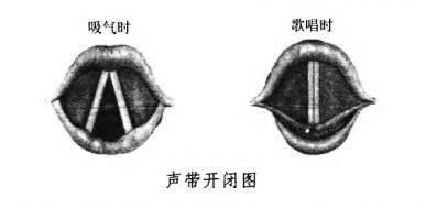 上面的这个东西俗称"嗓子",发声的原理如右图,声带闭合,气流通过声带