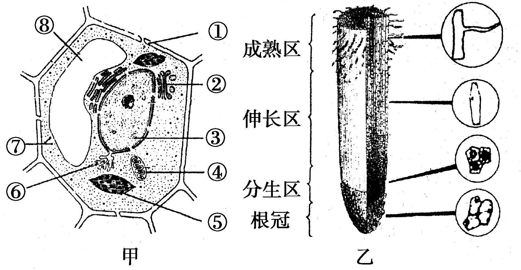 2,茎的组成及用途 导管(在木质部运输水分,无机盐),筛管(在韧皮部运输