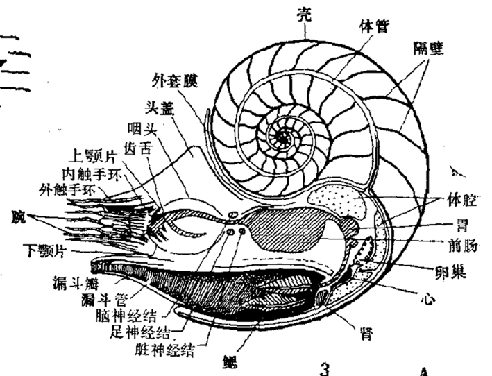 鹦鹉螺内脏结构