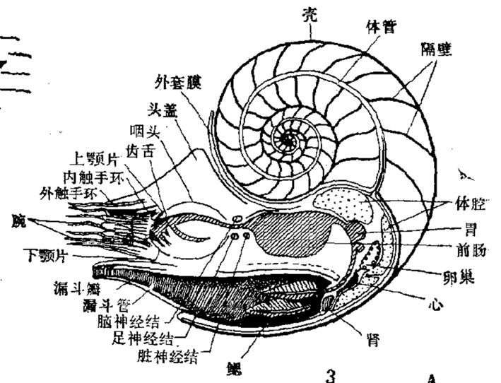 鹦鹉螺的身体构造虽然完美地适应了海洋环境,但其原始的特征也十分