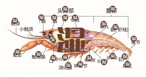 有人给出了正确的科普版 不管哪个部位都是湿垃圾 小龙虾可以放心吃了