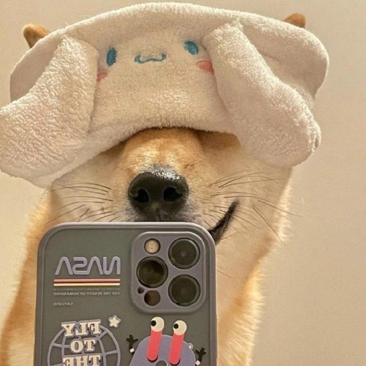 蠢萌的柴犬头像小可爱们请注意接收别忘了点赞噢