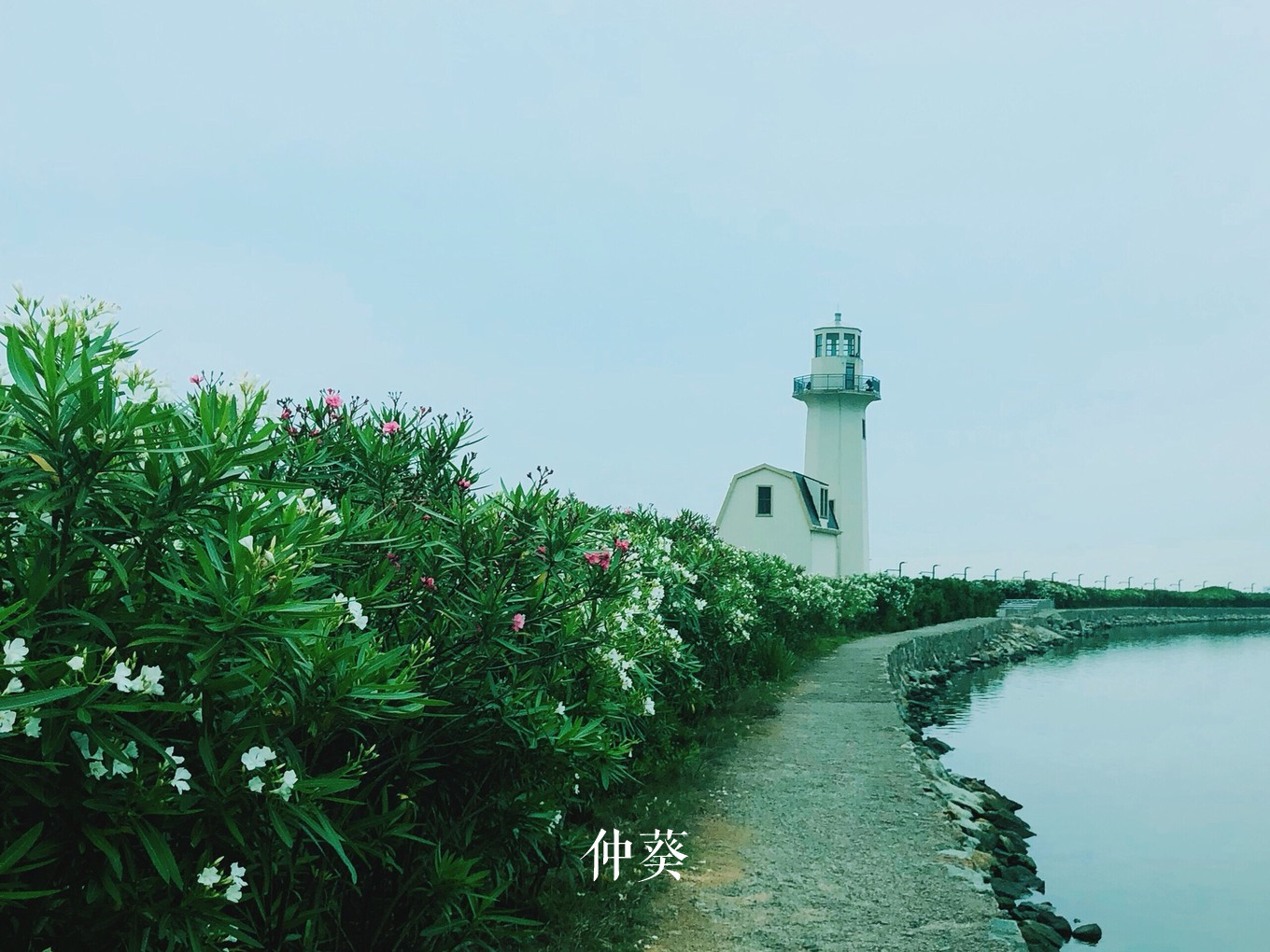 揽月湖边的礁石宽阔的步行道沿着海堤向远处延伸,灯塔远处的海洋大学