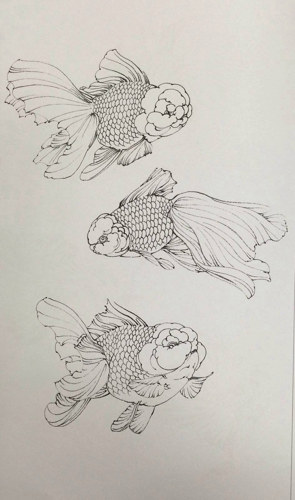 白描金鱼的画法 生动的线条